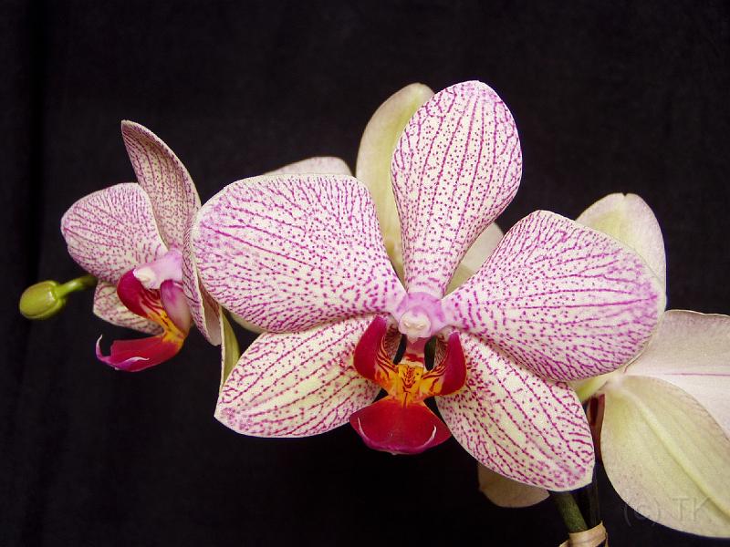 P1290001_050129_Orchidee.jpg - Orchidee