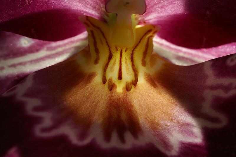 PICT2524.JPG - Orchidee