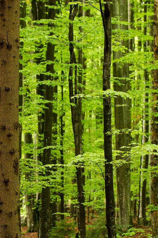 130512_1142_T00710_Bayerwald_hd.jpg - Nationalpark Bayerischer Wald, Fotoworkshop im Tiergehege