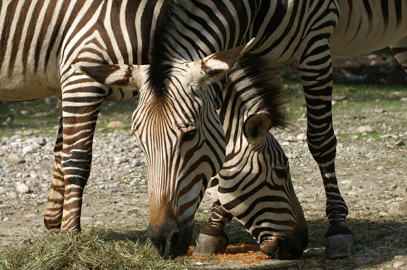PICT69153_060826_Hellabrunn_Zebras.jpg - Zebras im Tierpark Hellabrunn, München