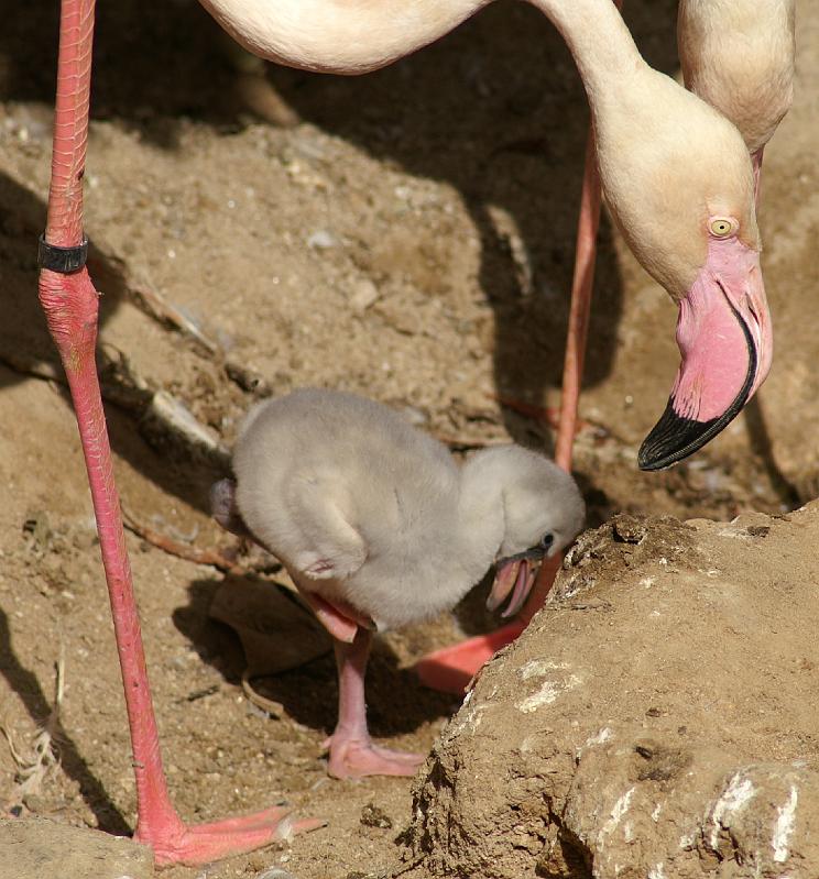 PICT80590_080626_FuengirolaZoo_c.jpg - Zoo Fuengirola: Die Flamingos haben Nachwuchs ...