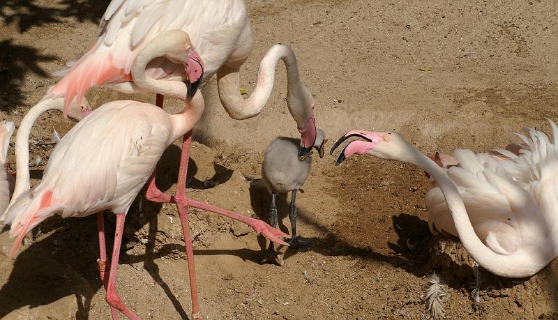 PICT80599_080626_FuengirolaZoo_c.jpg - Zum letzten Mal, dieser Bereich ist für kleine Flamingos tabu!