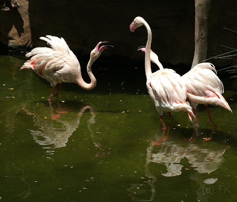 PICT81596_080626_FuengirolaZoo_c.jpg - Schon wieder Flamingos ... Streithälse oder Klatschtanten?