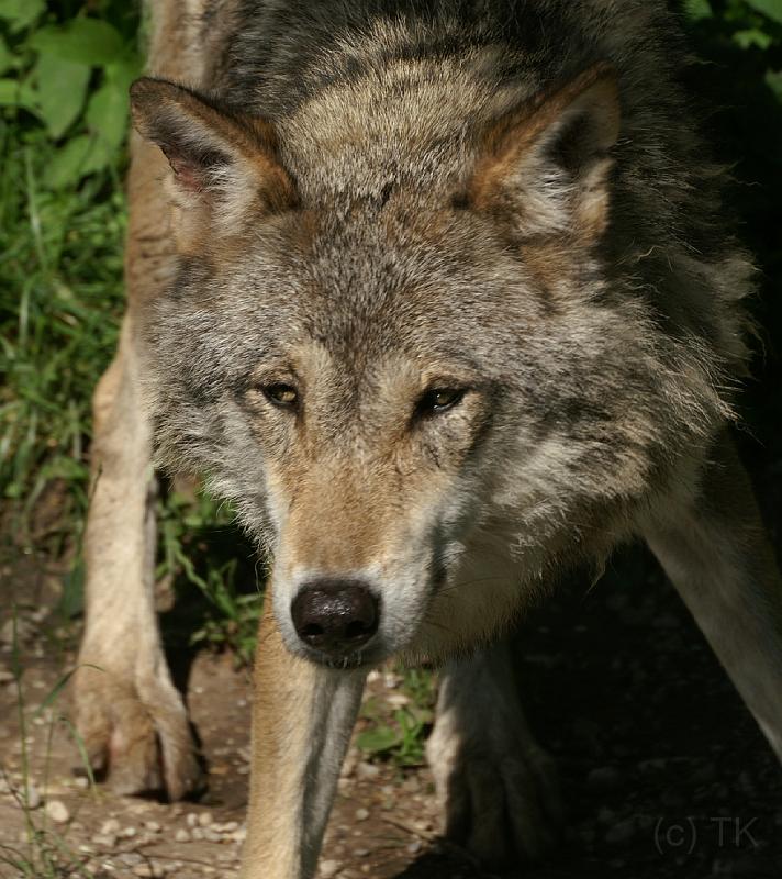 PICT96038_090614_Hellabrunn_c.jpg - Wolf, Tierpark Hellabrunn