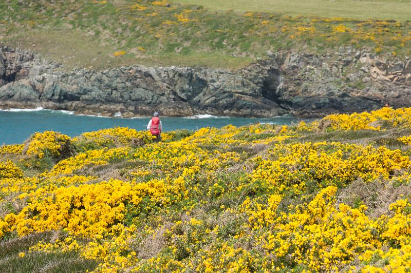 170521_1243_T08642_PembrokeshireCoastPath_hd.jpg - Wales, Pembrokeshire Coast Path, Etappe um St Davids