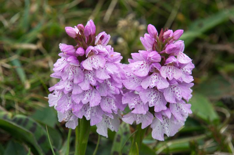 170522_0958_T08669_PembrokeshireCoastPath_hd.jpg - Wales, Pembrokeshire Coast Path, Etappe St Davids Head - Trefin