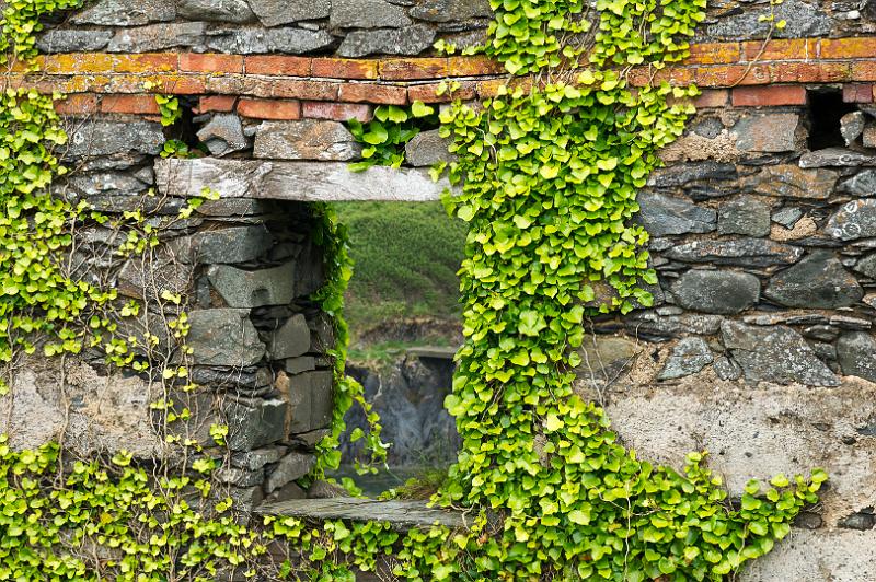 170523_0951_T08717_PembrokeshireCoastPath_hd.jpg - Wales, Pembrokeshire Coast Path, Etappe Trefin - Goodwick