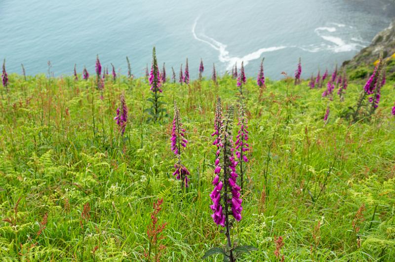 170523_1243_T08745_PembrokeshireCoastPath_hd.jpg - Wales, Pembrokeshire Coast Path, Etappe Trefin - Goodwick