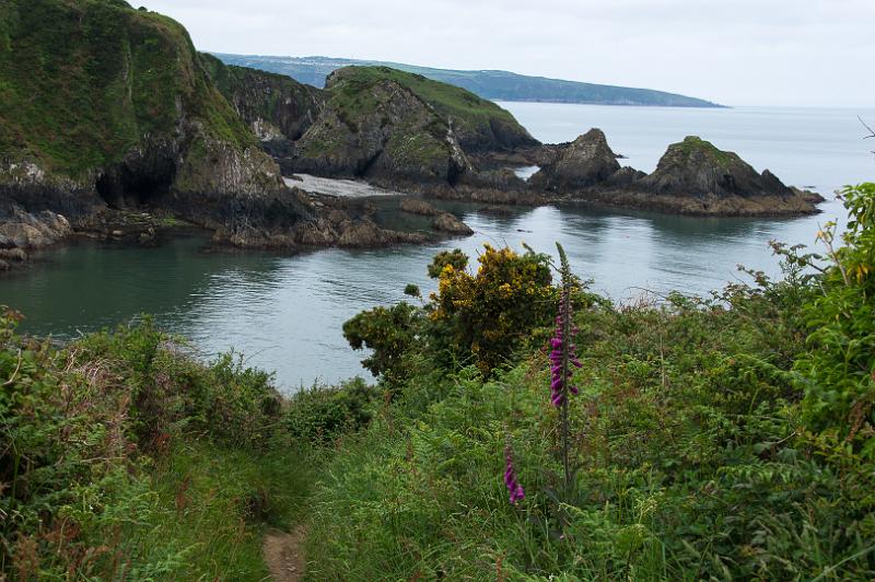 170524_1215_A02006_PembrokeshireCoastPath_hd.jpg - Wales, Pembrokeshire Coast Path, Etappe Goodwick - Newport