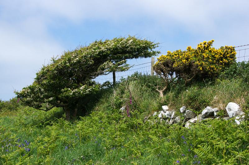 170524_1322_A02010_PembrokeshireCoastPath_hd.jpg - Wales, Pembrokeshire Coast Path, Etappe Goodwick - Newport