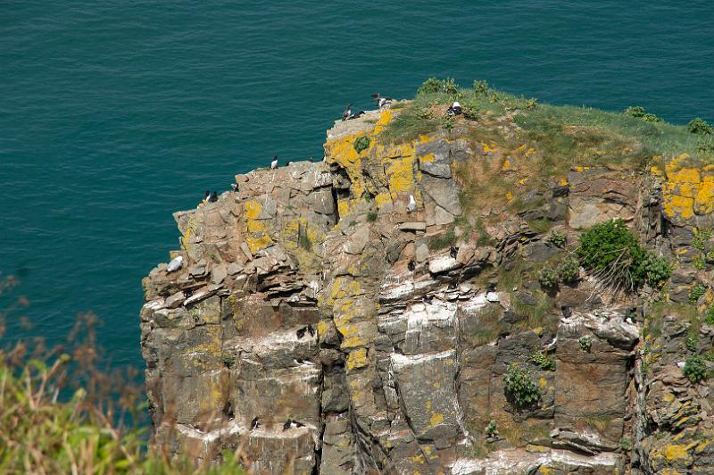 170524_1419_T08801_PembrokeshireCoastPath_hd.jpg - Wales, Pembrokeshire Coast Path, Etappe Goodwick - Newport (Dinas Head)