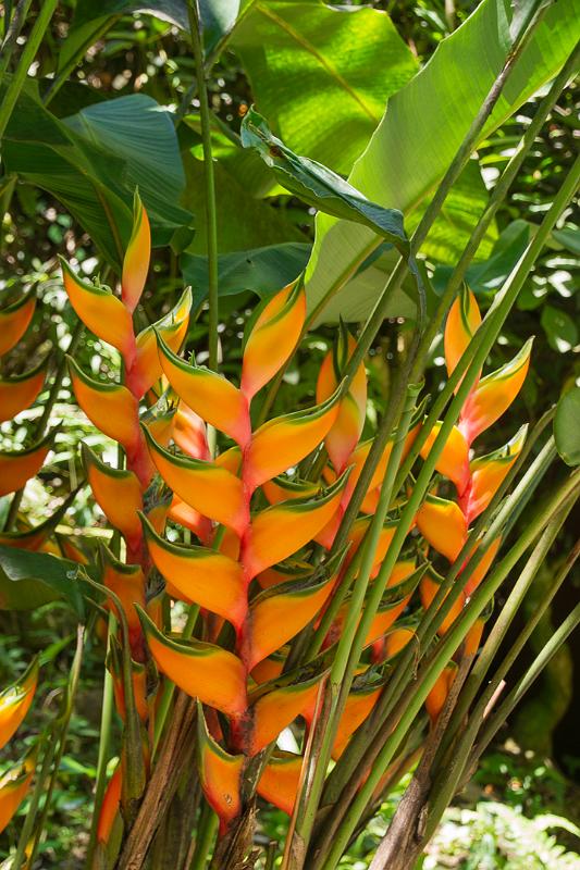 150619_1318_A00477_TropicalGarden.jpg - Hawaiian Tropical Botanical Garden, Heliconia