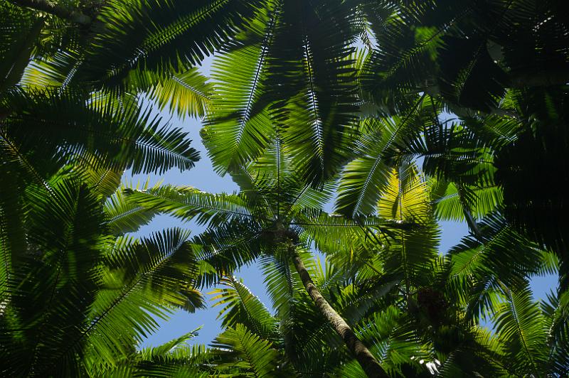 150619_1323_T04445_TropicalGarden.jpg - Hawaiian Tropical Botanical Garden