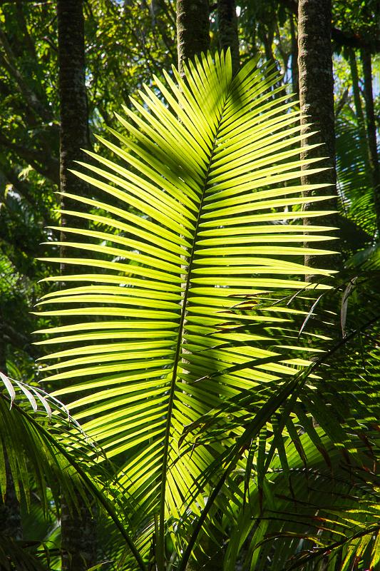 150619_1325_T04449_TropicalGarden.jpg - Hawaiian Tropical Botanical Garden