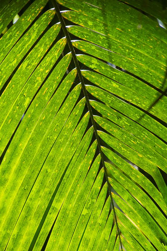 150619_1328_A00489_TropicalGarden.jpg - Hawaiian Tropical Botanical Garden