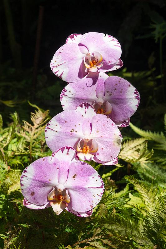 150619_1348_T04473_TropicalGarden.jpg - Hawaiian Tropical Botanical Garden, Phalaenopsis Orchidee