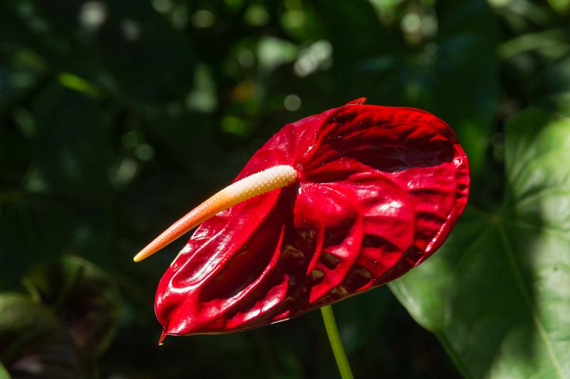 150619_1400_T04481_TropicalGarden.jpg - Hawaiian Tropical Botanical Garden, Anthurium