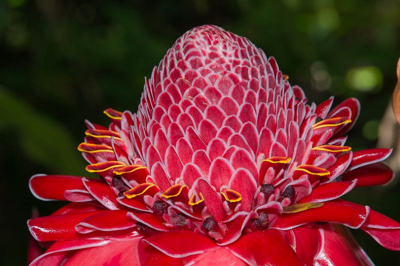 150619_1438_T04495_TropicalGarden.jpg - Hawaiian Tropical Botanical Garden, Fackelingwer (Torch Ginger)