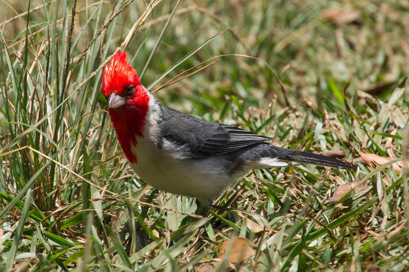 150606_1330_A09445_AwaawapuhiTrail.jpg - ... rot sind auch die Vögel (Red Crested Cardinal)