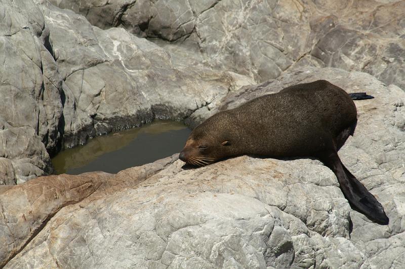 PICT94063_090114_Kaikoura.jpg - New Zealand Fur Seal, Ohau Pt. Seal Colony
