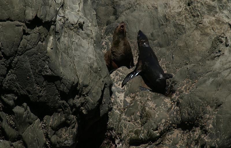 PICT94071_090114_Kaikoura_c.jpg - New Zealand Fur Seals, Ohau Pt. Seal Colony