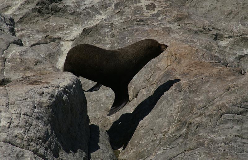 PICT94073_090114_Kaikoura_c.jpg - New Zealand Fur Seal, Ohau Pt. Seal Colony