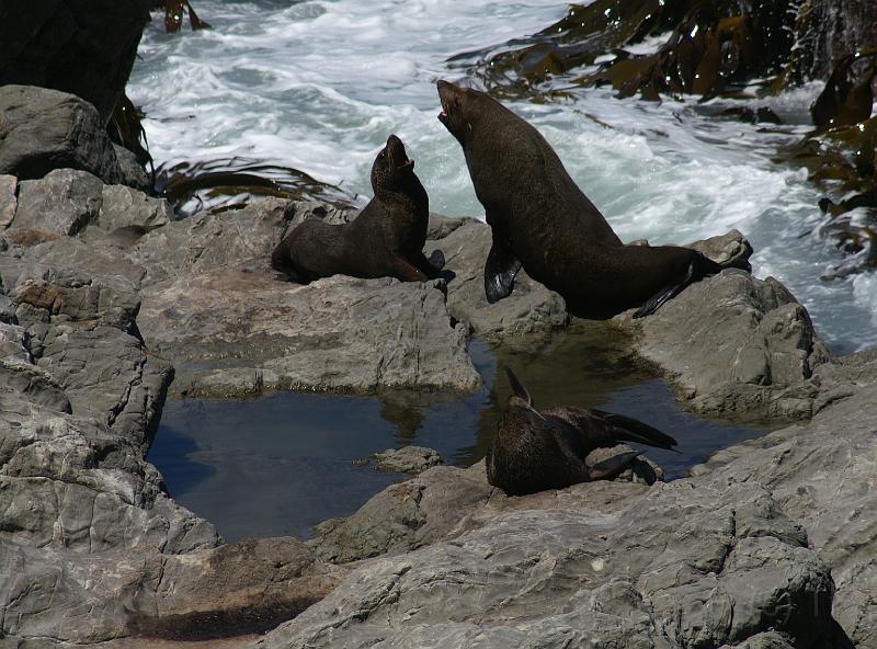 PICT94075_090114_Kaikoura_c.jpg - New Zealand Fur Seals, Ohau Pt. Seal Colony