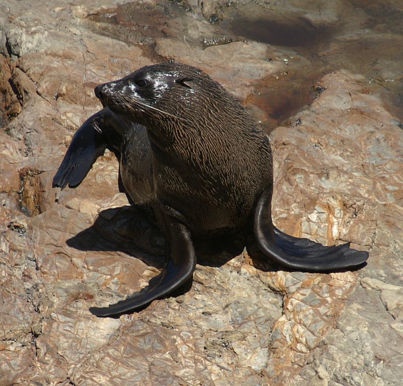 PICT94077_090114_Kaikoura_c.jpg - New Zealand Fur Seal, Ohau Pt. Seal Colony