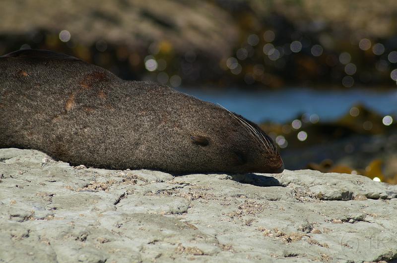 PICT94082_090114_Kaikoura.jpg - Kaikoura, Point Kean, New Zealand Fur Seal