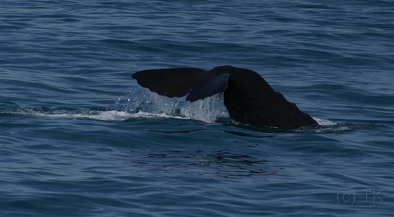 PICT94121_090115_Whalewatching_c.jpg - Whale Watch Kaikoura: Sperm Whale