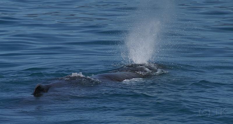 PICT94170_090115_Whalewatching_c.jpg - Whale Watch Kaikoura: Sperm Whale