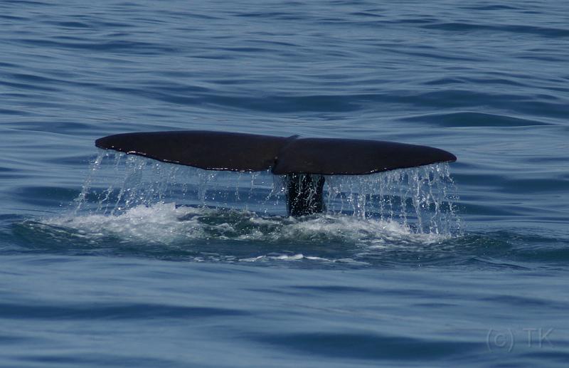 PICT94178_090115_Whalewatching_c.jpg - Whale Watch Kaikoura: Sperm Whale