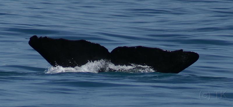 PICT94181_090115_Whalewatching_c.jpg - Whale Watch Kaikoura: Sperm Whale
