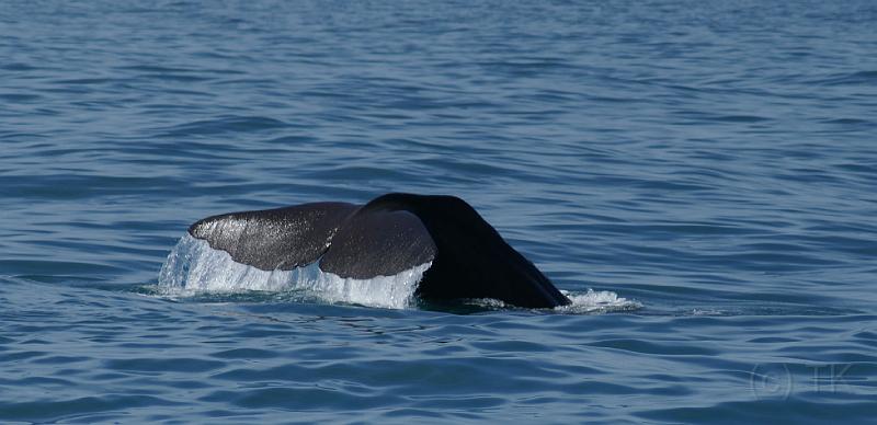 PICT94186_090115_Whalewatching_c.jpg - Whale Watch Kaikoura: Sperm Whale