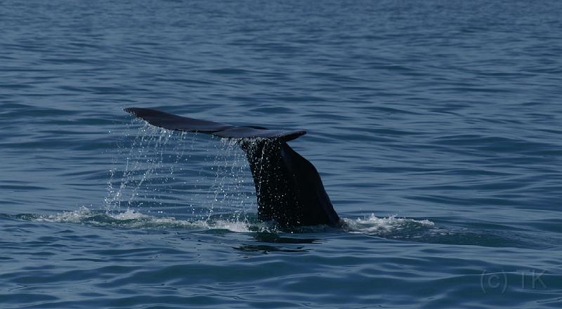 PICT94187_090115_Whalewatching_c.jpg - Whale Watch Kaikoura: Sperm Whale
