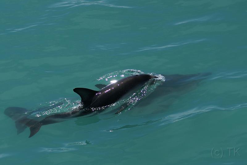 PICT94256_090115_Whalewatching_c.jpg - Whale Watch Kaikoura: Dusky Dolphins