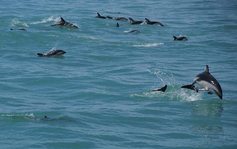 PICT9A1174_090115_Whalewatching_c.JPG - Whale Watch Kaikoura: Dusky Dolphins