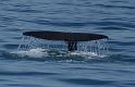 PICT94178_090115_Whalewatching_c