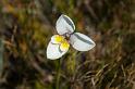 130107_1051_A07057_CradleMountain_fhd