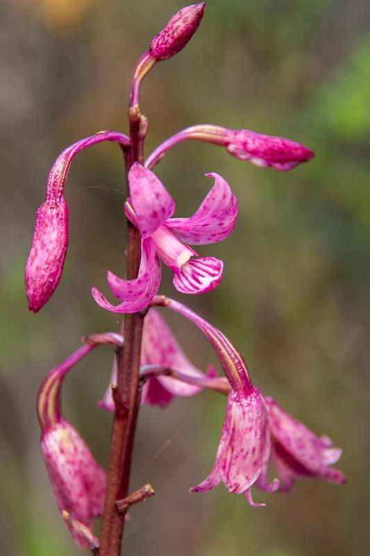 130114_0954_A07365_MtGraham_fhd.jpg - Rosy Hyacinth Orchid