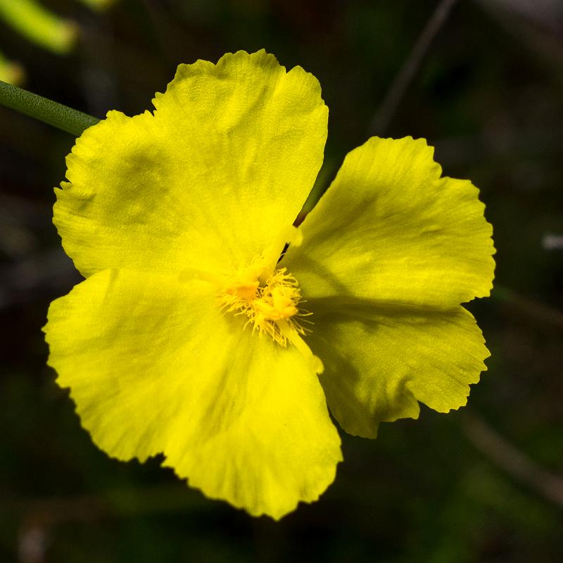 130114_1006_T00859_MtGraham.jpg - Gelbe Blüte