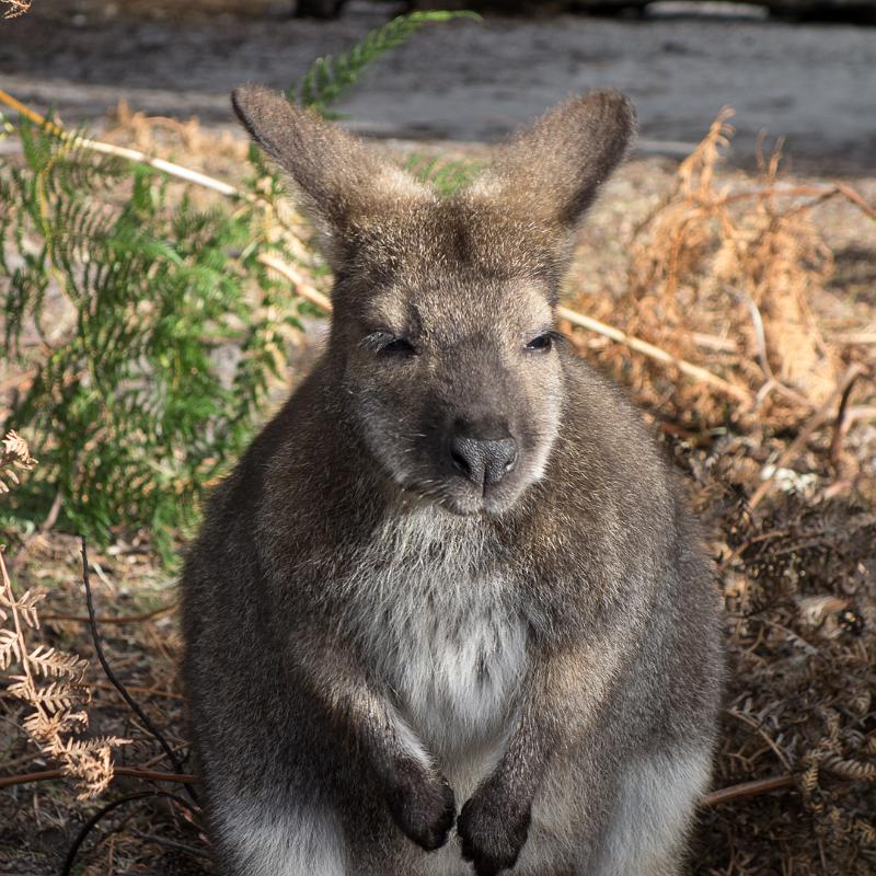 130114_1829_T00952_MtGraham.jpg - Wallaby am Wineglass Bay Camp