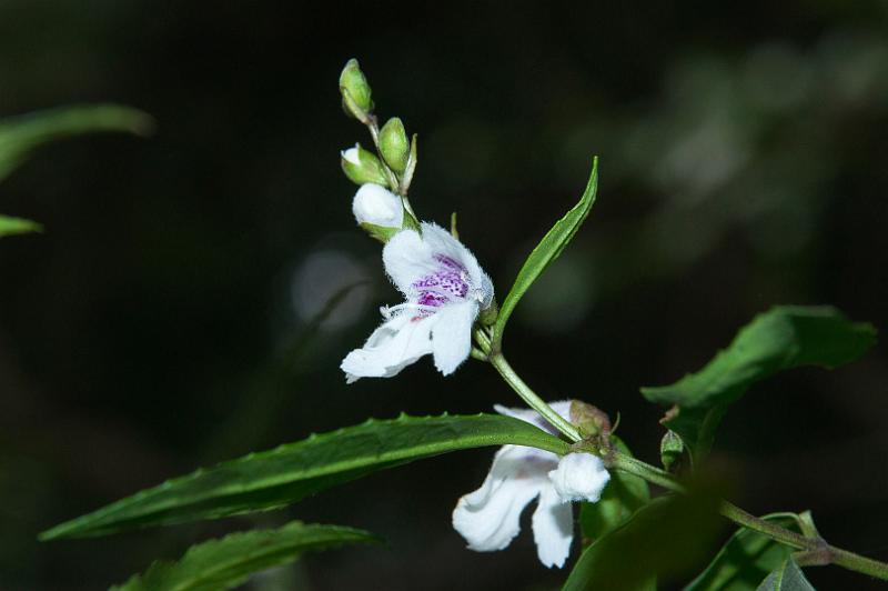 121225_1039_T00345_EchoPoint-CynthiaBay.jpg - Christmas Mintbush (keine Orchidee!)