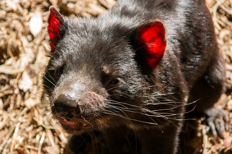 130103_0952_A06634_Tasman_fhd.jpg - Tasmanian Devils Conservation Park