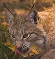 PICT66499_060409_Poing_Luchs_c-01