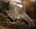 PICT66539_060408_Poing_Luchs_c
