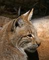 PICT66543_060408_Poing_Luchs_c