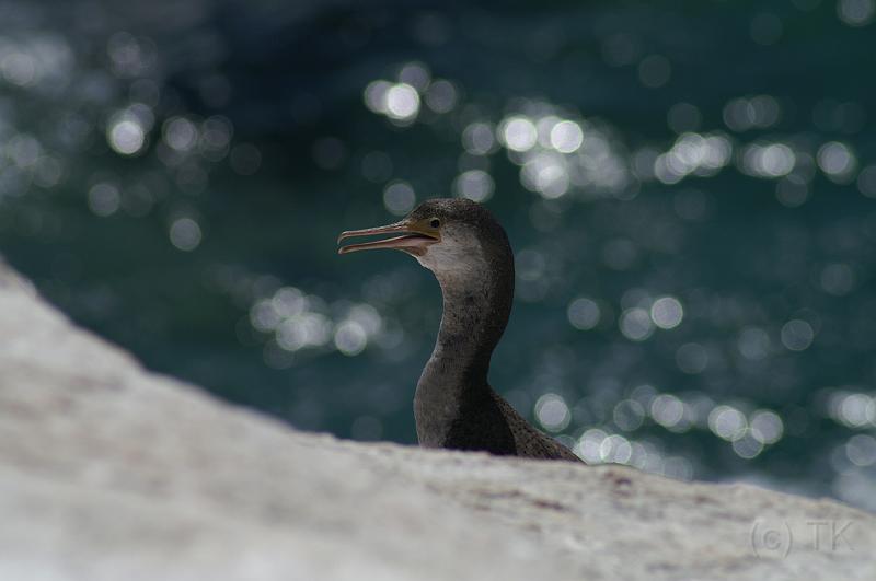 PICT93591_090107_AbelTasman1.jpg - Separation Point, Kormoran