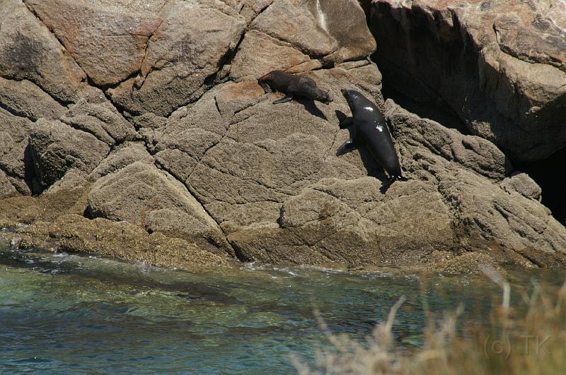 PICT93606_090107_AbelTasman1.jpg - Separation Point, Fur Seals