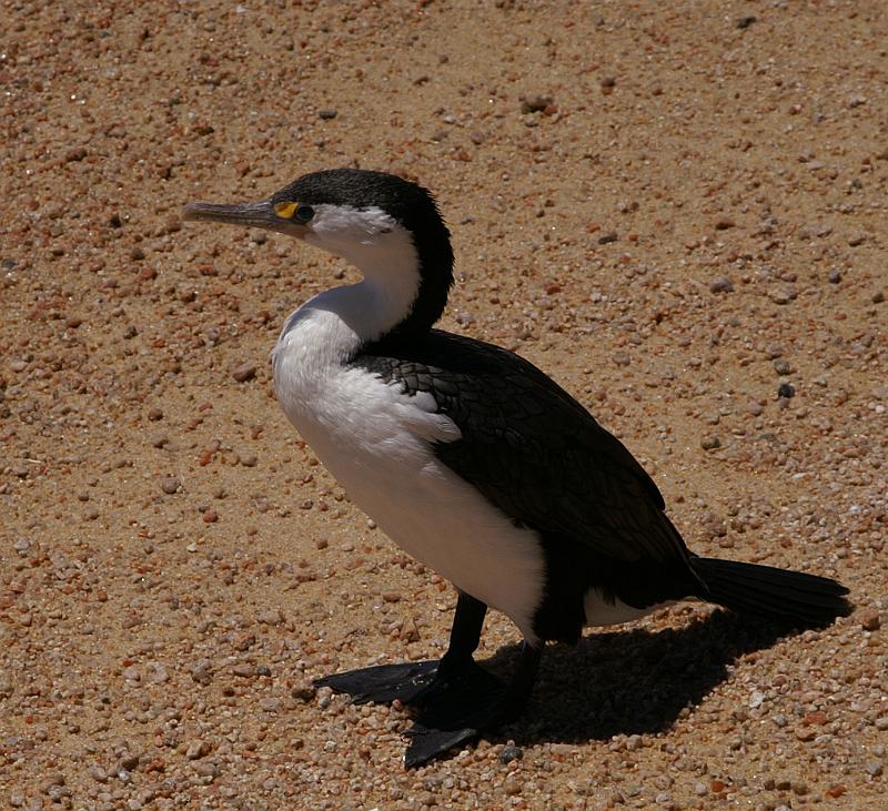 PICT93671_090108_AbelTasman2_c.jpg - Kormoran (Shag)